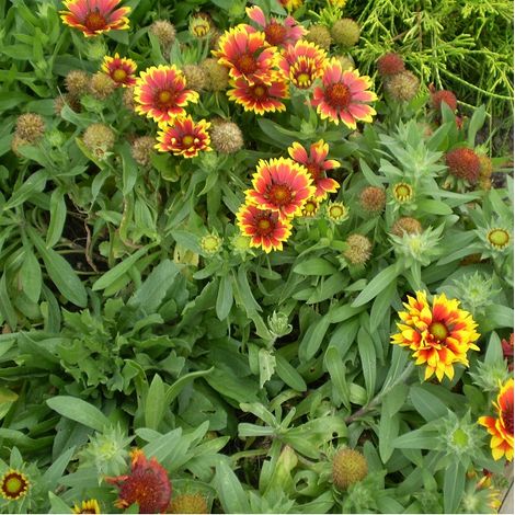 4 x Gaillarde  - Gaillardia 'Bremen'  - godet 9x9 cm (1/4)