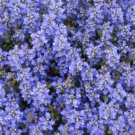 4 x Bugle rampant  - Ajuga reptans 'Chocolate Chips'  - godet