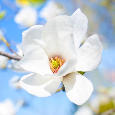Pépinières Naudet – Magnolia de Soulange 'Alba Superba' – Arbuste caduc à fleurs blanches – Hauteur à maturité : plus de 5 m – Exposition ensoleillée (1/3)