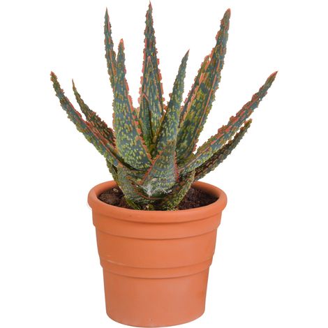 Aloe Zebrina Dannyz Plante d'Intérieur Succulente en Pot de Terre Cuite Méditerranéenne Ø 10,5 cm - PANGIVO (1/4)