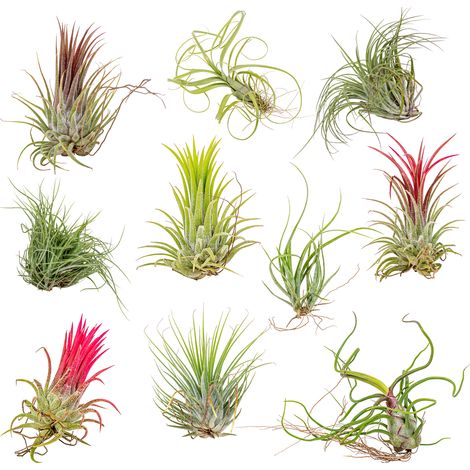 Bloomique - Lot de 10 - Tillandsia - Plantes aériennes - Dépolluantes - Très faciles d’entretien - 5-15 cm