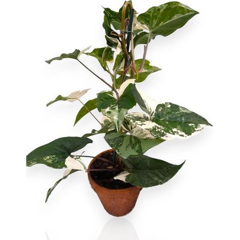 Gardenaria Syngonium variegata 'Alba' - Pianta da interno ornamentale - Altezza: 40 cm (vaso 13) (1/5)