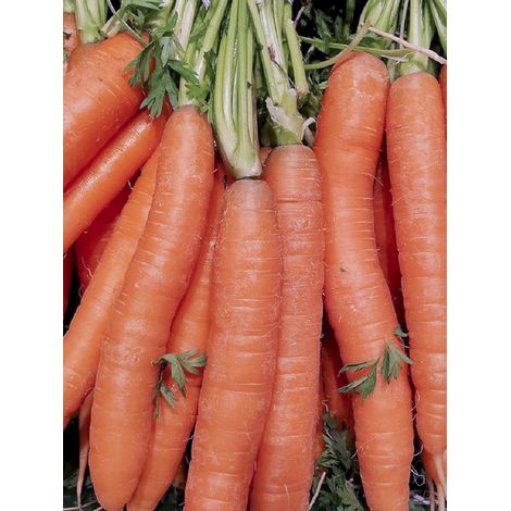 Carotte 'Juwarot' le sachet de 1000 graines (2g) (1/2)