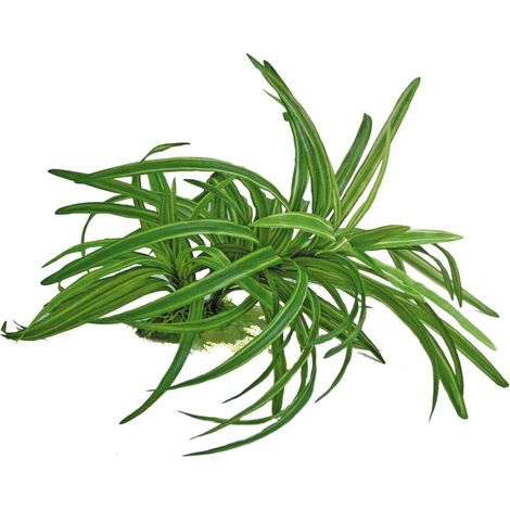 Set 6 pezzi Plant Replica Dracena 25cm