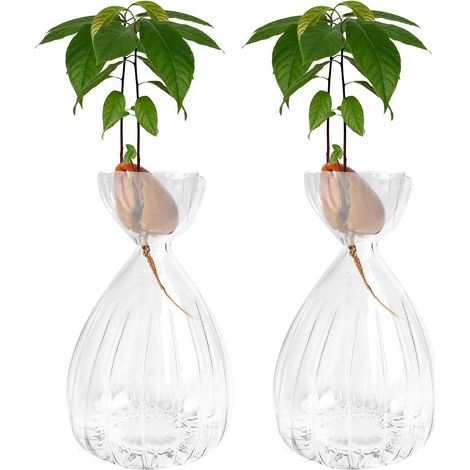 Lot de 2 vases verre rayés pour germer avocat, transparents, déco maison/table/bureau (1/5)