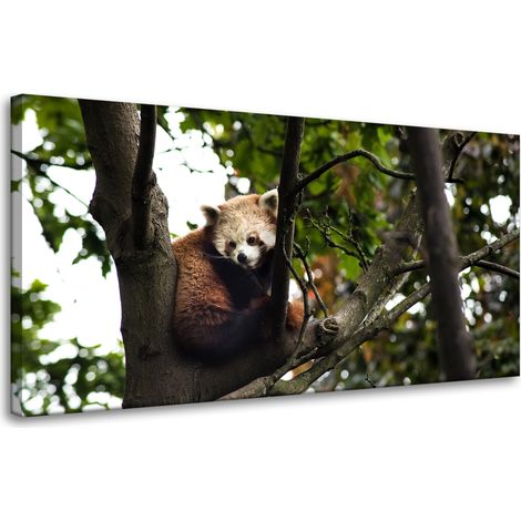 Leinwanddruck Tiere Roter Panda 80x40 cm