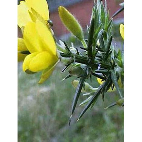 Ajonc Pot de 1L/1,5L (1/4)