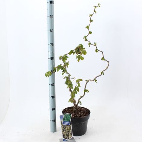 Nocciolo "Corylus avellana" Tonda di Giffoni pianta in vaso Ă¸18 cm h 2 metri circa (1/4)