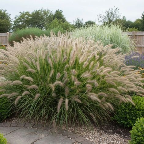 Herbe aux écouvillons Gelbstiel, Pennisetum/Godet - 5/20 cm