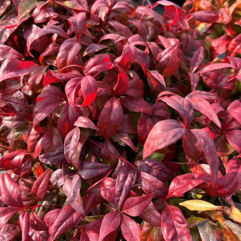Gardenaria Nandina domestica 'Fire Power' - Arbusto ornamentale da giardino - Altezza: 50 cm (vaso 24) (1/2)