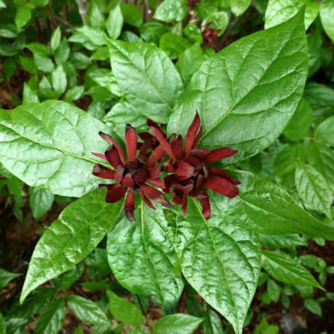 Calycanthe - Calycanthus floridus - 40-60 cm pot (1/5)