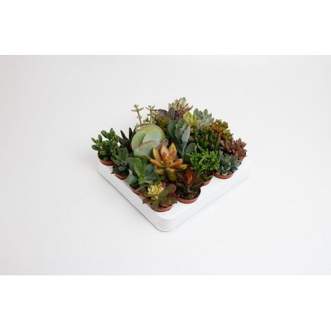 Succulentes Variées Lot de 20 Plantes Miniatures Pot Ø5,5 cm Hauteur 10 cm Décoration Intérieure - PANGIVO