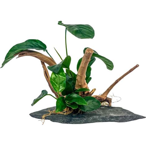 AquaOne 2 Anubias Pflanzen auf Moorkienwurzel mit Schieferplatte