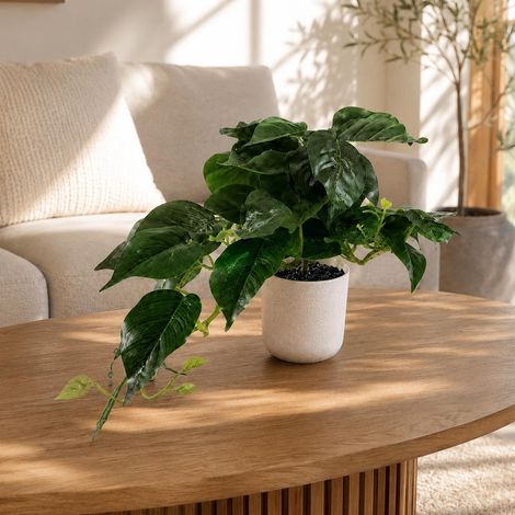 30cm Mini Pothos in Decorative White Pot - Premium Quality (1/5)