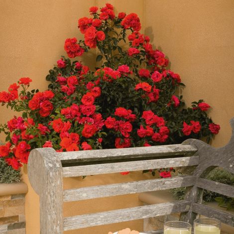 Rosier paysager Decorosier® Kadora® 'Noa 83100 b'/Pot de 5L - 40/60 cm (1/5)