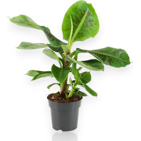 Gardenaria Musa tropicana - Pianta da interno ornamentale - Altezza: 50 cm (vaso 17) (1/4)