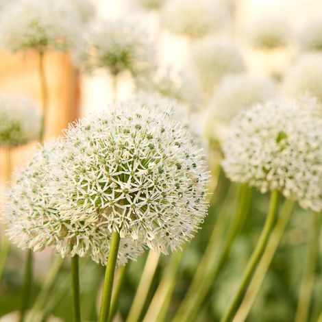 5 Bulbes d'Allium White Giant Fleurs Blanches Décoratives pour Jardin et Massifs - PANGIVO (1/3)