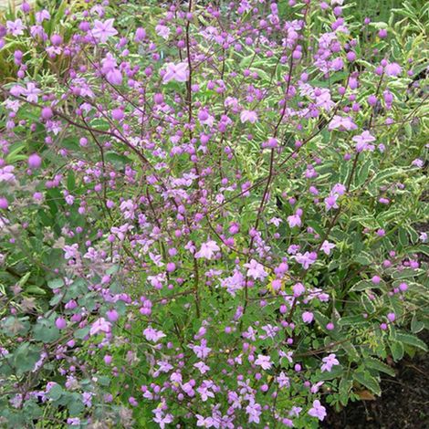 4 x Pigamon de Delavayi - Thalictrum delavayi - godet 9x9 cm