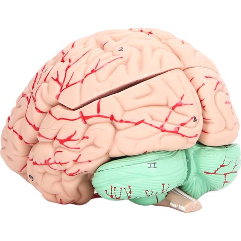 Modèle anatomique de cerveau humain pour enfants, étude des neurosciences, moule crânien dédié, école et maison (1/5)