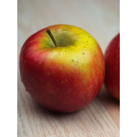Pommier 'Ariane®' Pot de 7,5L/10L, Gobelet (1/2)