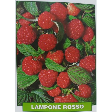Lampone rosso rifiorente - pianta di 3 anni