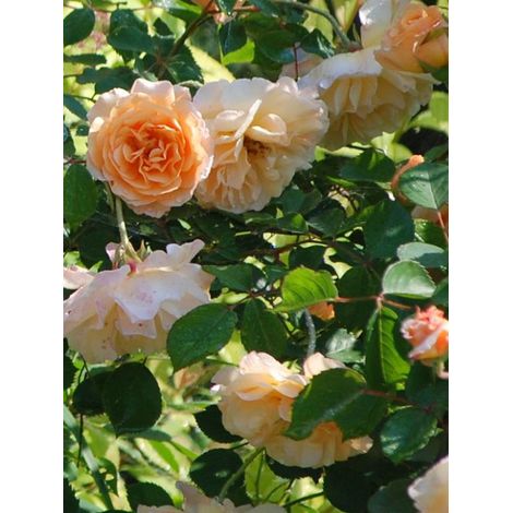 Rosier arbuste moschata 'Buff Beauty' Racines nues en motte (1/4)