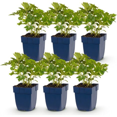 Astilbe chinensis Pumila - Vivace d'Ombre à Fleurs Violettes - Lot de 6 Plantes - Pot 11cm - PANGIVO (1/5)
