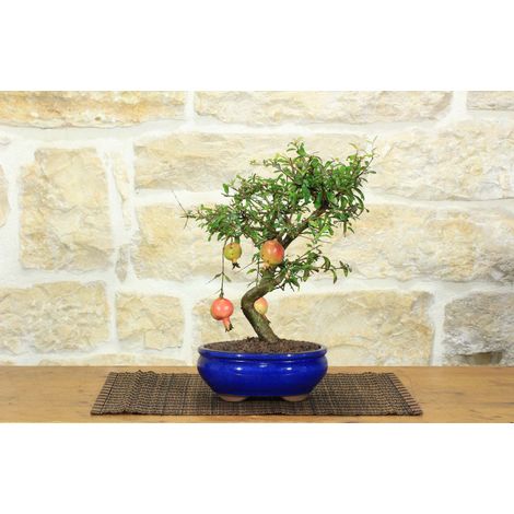 Bonsai di Melograno Nano in vaso smaltato - età 9 anni (1/5)