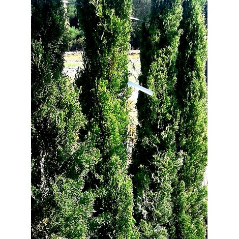 Planta de Cipres Cupressus Estricta O Totem. Longevo y Crecimiento R�pido. 150 Cm
