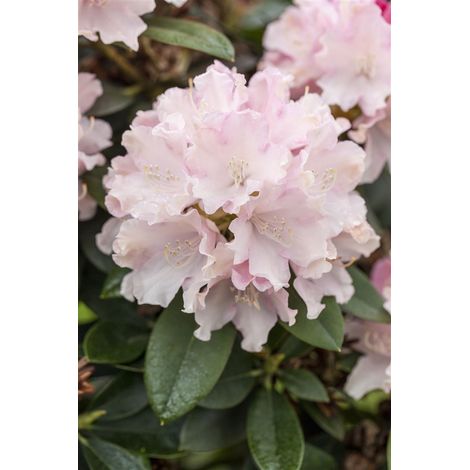 Yaku-Rhododendron 'Schneekrone' Rhododendron yak.'Schneekrone' C 3 25- 30 (1/5)