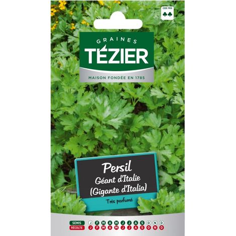 Tezier - Persil Géant d'Italie (Gigante d'Italia) (1/2)