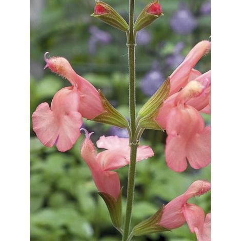 Sauge 'California Sunset ' Godet de 8/9 cm