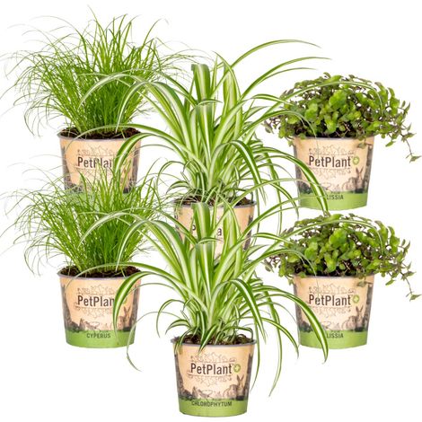 Bloomique - Lot de 6 - Plantes d’intérieur sans danger pour les animaux - Chlorophytum, Cyperus, Callisia - Hauteur 20-30 cm - Pot 12 cm