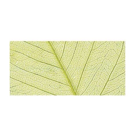 RAYHER - 8 PEZZI - SCHELETRO DI FOGLIA WILLOW 6-10CM - COLORE VERDE CHIARO