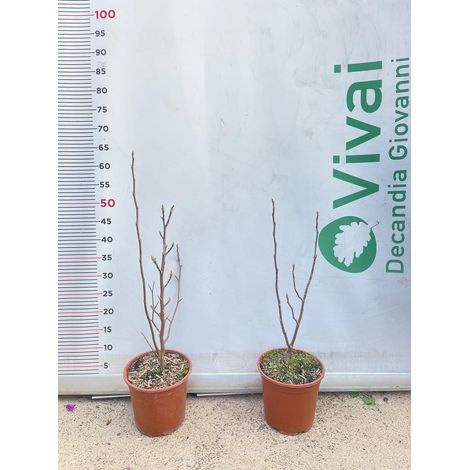 PIANTA DI MAGNOLIA STELLATA LILIFLORA SUSAN VASO 20 CM (foto reale) FUCSIA/VIOLA