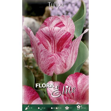 TULIPANO REMBRANDT STRIPED KANOK CONFEZIONE DA 7 BULBI AUTUNNALI BULBS BULBES
