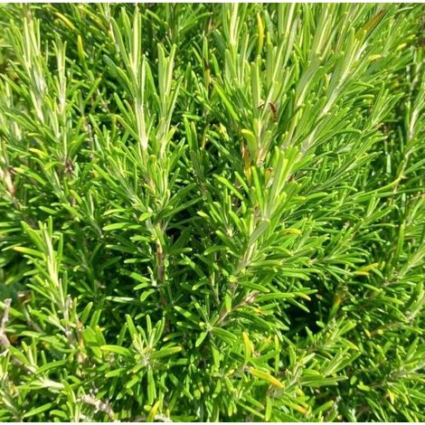 Graines de romarin 1000 - Herbes aromatiques - Plante vivace - Romarin comestible - Pour la culture sur balcon, plante en pot et dans le jardin
