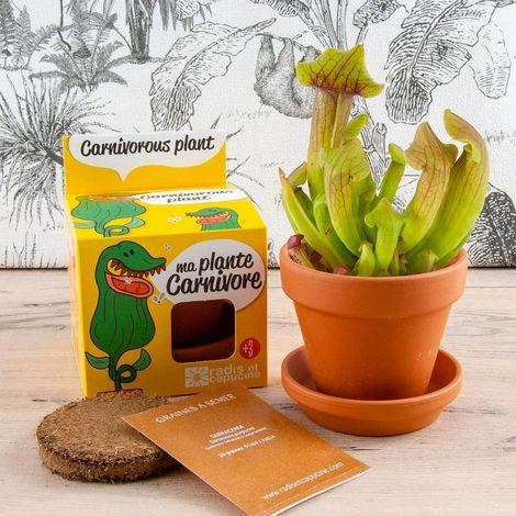 Pot avec coupelle - Plantes carnivores - 8 cm (1/5)