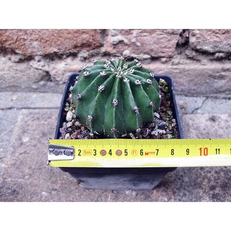 Echinopsis oxygona hybrid. fiore rosa 6 cm, cactus, pianta grassa (1/2)