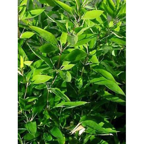 Bambou à feuilles de Ruscus Pot de 2L/3L