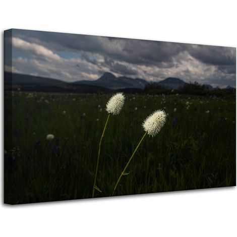 Stampa su tela Natura Fiori selvatici 80x50 cm