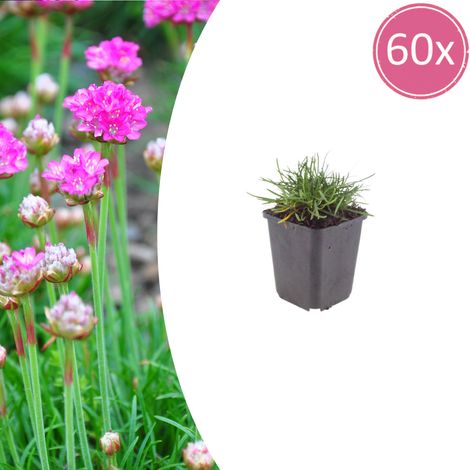 Lot de 60 Armeria maritima 'Splendens' Gazon d'Espagne Fleurs Roses pour Rocaille et Bordure Ø 9 cm - PANGIVO