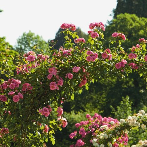 Gardenaria Rosa 'Camelot' - Rosa da giardino - Altezza: 40/50 cm (vaso20) (1/4)