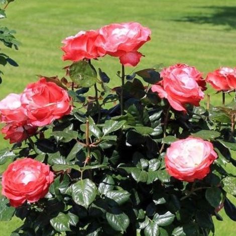 Gardenaria Rosa 'Nostalgie' - Rosa da giardino - Altezza: 40/50 cm (vaso20) (1/4)