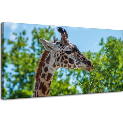 Impression sur toile Animaux Girafe 120x60 cm