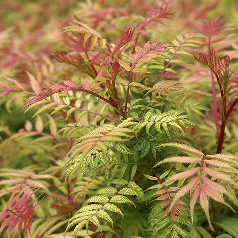 Sorbaria Sorbifolia 'Sem' - 30-40 cm pot