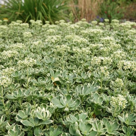 Pachysandre du Japon Variegata/Godet - 5/20 cm