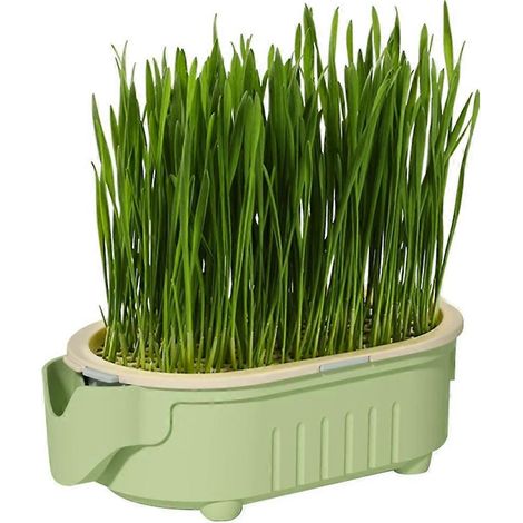 Kit de plantation d'herbe à chat bio - Soulagement des boules de poils - Aide digestive naturelle - Cultivez votre propre herbe à chat (1/5)