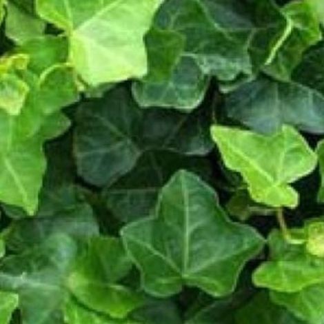 4 x Lierre d'Irlande - Hedera hibernica  - godet 9x9 cm