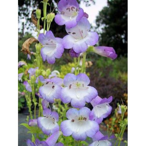 Galane 'Alice Hindley' Godet de 8/9 cm (1/2)